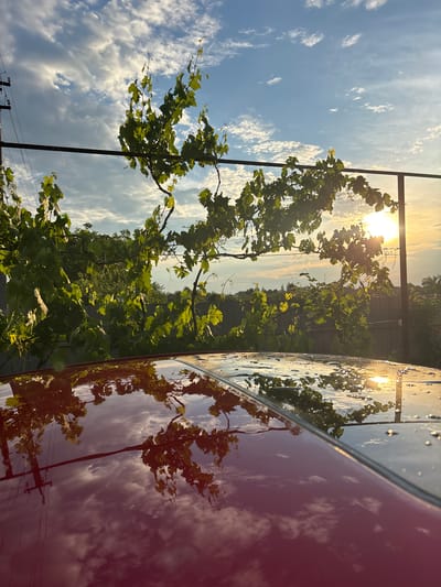 The media file depicts an outdoor scene at what appears to be golden hour, with the sun low in the sky, casting a warm glow. The sun is bright and partially obscured by clouds and foliage, suggesting it is either sunrise or sunset. The sky is a clear blue with scattered, fluffy white clouds. Green vines with broad leaves are prominent in the foreground, some of which are catching the sunlight.

In the right half of the image, a reflective surface, likely the hood or roof of a red car, mirrors the sky and the vines. The surface is wet, with visible water droplets creating small, distorted reflections. The reflection of the vines is particularly detailed, showing their branches and leaves against the sky. Further in the background, beyond the vines, there is a hint of trees and a fence, suggesting a rural or suburban setting. The overall mood is serene and tranquil, evoking a peaceful moment in nature. There is no visible text in the image.