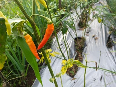 Two chili peppers are prominently featured in the foreground of an agricultural field in Suối Đục, Vietnam. The pepper on the left is orange, measuring approximately 5-6 cm in length, attached to a green stem. Adjacent to it, on the right, is a red-orange pepper, slightly larger at about 6-7 cm, also attached to the same or an adjacent green stem. Both peppers are elongated and slightly curved. Green leaves are visible on the plant, with one leaf behind the orange pepper exhibiting small dark spots. The background reveals multiple rows of light gray plastic mulch sheeting covering the soil, with circular or irregular cutouts where plants, including other chili plants and various green and yellow-variegated foliage, are growing. The scene is outdoors under natural light. No individuals or animals are present.