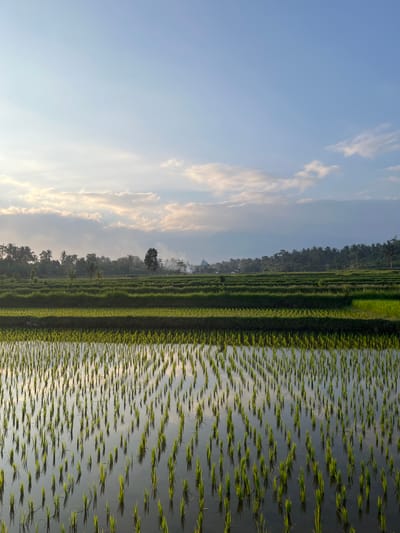 A serene rice paddy field is captured at sunrise in Lendangnangka Utara, Indonesia. The foreground is dominated by rows of young rice shoots growing in shallow, reflective water. The water mirrors the sky and the surrounding greenery, creating a pattern of light and shadow. Beyond the paddy, a lush green landscape unfolds, characterized by terraced fields and a dense line of palm trees forming the horizon. In the distance, a small village is nestled among the trees, marked by a blue-domed building, likely a mosque, and some wisps of smoke rising into the air, suggesting early morning activities. The sky above is a soft gradient of blue, with scattered, luminous clouds catching the early morning light, indicating a clear and calm start to the day. The overall atmosphere is one of tranquility and natural beauty.