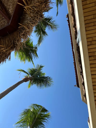 The image depicts a low-angle view of a tropical scene. The clear blue sky is the dominant background. In the foreground, there are several palm trees with green fronds. The trunks of the palm trees are visible. Parts of two structures are also visible: a bamboo roof and a thatched roof. It's implied that this image was taken in Senggigi, Indonesia.