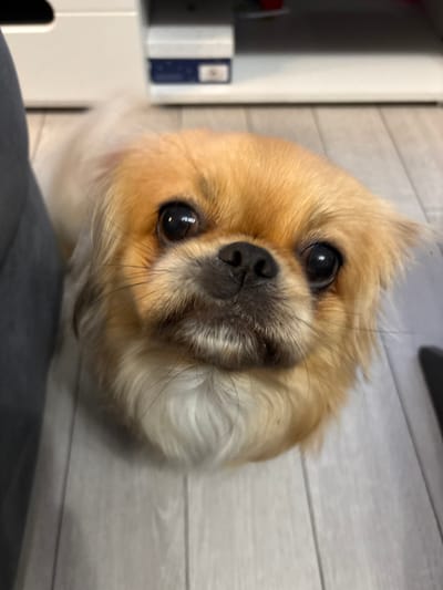 An indoor scene in Kosharitsa, Bulgaria, depicts a small dog, consistent with a Pekingese or similar breed, positioned on a light-colored, wood-grain laminate floor. The dog, predominantly tan with lighter cream-to-white fur on its chest and chin, features dark, round eyes reflecting ambient light sources and a dark snout. Its head is slightly tilted as it gazes directly upwards towards the camera. To the immediate left, a blurred dark grey object, appearing to be a human leg, is visible. The background shows a white furniture unit, possibly a low cabinet or shelf, with an indistinct dark object on its surface and a blue-labeled item partially visible within a compartment. The background elements are out of focus. No overt human figures are fully visible.