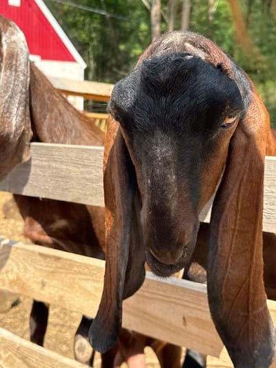 This image shows a close-up of a brown and black goat's face, with its long ears hanging down. The goat is behind a wooden fence. In the background, a red building with a white roof is visible, along with green trees and foliage, suggesting an outdoor, rural setting. The image does not contain enough visual information to determine its specific location within the city of Golyanovo, Russia.