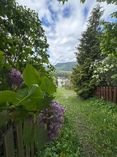The image displays a vibrant outdoor landscape, viewed from a slight elevation, looking down a pathway towards a distant village and mountains. In the foreground, on the right, large green leaves and clusters of purple flowers, likely lilacs, are prominent, partially obscuring a dark wooden fence or structure.
A narrow, unpaved path, appearing to be a dirt or gravel trail overgrown with grass, recedes into the distance, flanked by abundant green vegetation. On either side of the path, there are dense growths of tall grass, leafy plants, and scattered small yellow wildflowers. To the left of the path, a row of dark green evergreen trees stands, behind which are deciduous trees, some adorned with white blossoms. Above the trees, a bright blue sky with fluffy white clouds is visible.
In the mid-ground, the path leads to a valley where a small village or settlement is nestled. Several white and light-colored houses are discernible amongst the trees, and a street lamp can be seen. Beyond the village, a range of green mountains rises, completing the picturesque backdrop.
The scene appears to be set on a clear, partly cloudy day during late spring or early summer, indicated by the lush foliage and blooming flowers. The overall ambiance is tranquil and serene, characteristic of a rural or semi-rural mountainous region. No people, animals, or visible text are present in the image. The location is consistent with Vinstra, Norway.
