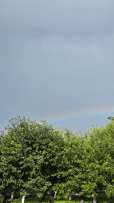 The image shows a natural outdoor scene in Alkhazurovo, Russia. The primary subjects are a lush green tree on the right side of the frame and a pale blue sky with a rainbow. The tree is full of leaves and appears to be laden with small green fruits. Several tree trunks with white markings are visible at the base of the tree, suggesting they are planted in a row, possibly in an orchard or garden. The sky occupies the left two-thirds of the image and is a uniform, overcast blue, indicating a cloudy day. A faint rainbow arches across the sky, visible as a subtle band of colors. A very small dark speck, possibly a bird, can be seen in the sky on the far left. The overall setting appears to be a serene rural landscape. The time of day is not precisely determinable, but the lighting suggests it is daytime. The weather is likely damp or has recently rained, given the presence of the rainbow. There is no visible text in the image.
