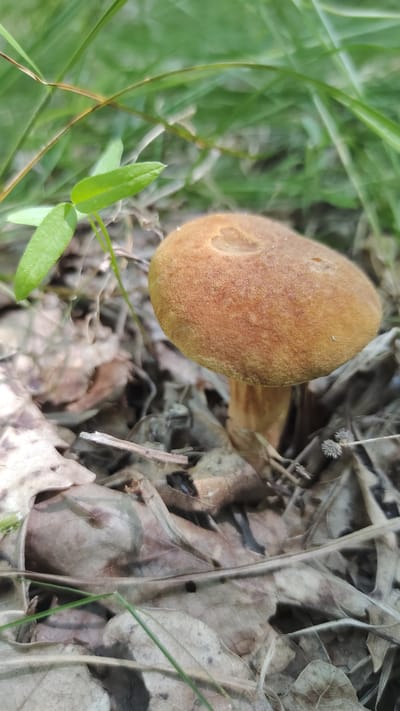 The image shows a close-up, high-angle view of a single mushroom growing amongst dry leaves and green grass. The mushroom has a distinct, rounded, brownish-orange cap with a slightly textured surface. A portion of its stem is visible, also brown. The mushroom is positioned in the right half of the frame, with the foreground dominated by the mushroom and the detritus of the forest floor. In the upper left and lower left of the image, vibrant green blades of grass and a few small, bright green leaves are visible, providing a contrast to the earthy tones. The background consists of more dry, fallen leaves, twigs, and some blurred green foliage, suggesting a natural outdoor setting. The lighting appears natural, consistent with daylight, and there are no indications of specific weather conditions beyond what might be expected in a woodland environment. The scene is static, focusing on the mushroom and its immediate surroundings. There is no text visible in the image. The overall impression is of a natural, wild environment, possibly a forest floor or woodland edge in Mikhaylovka, Russia.