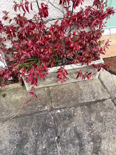 The image shows a red-leaved plant overflowing from a decorative stone planter. The planter sits against a textured white wall, with a section of pale green paneling visible above. To the right of the planter is a section of weathered stone paving, with visible cracks and variations in tone. The location is Minsterley, United Kingdom. No people are visible in the image. The focus is on the plant and the surrounding architectural and structural elements.