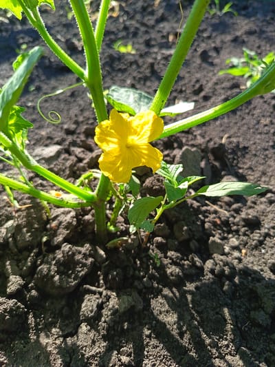 A close-up, ground-level shot focuses on a single, vibrant yellow flower with five petals. The flower is situated amongst green stems and tendrils of a growing plant, with fuzzy textures visible on the stems. The plant grows out of dark, tilled soil. The background is out of focus, showing more of the dark soil and hints of other green foliage, some of which is dappled with sunlight. The scene suggests a garden or agricultural setting. There are no people or animals visible in the image. The lighting indicates it is daytime, with shadows cast on the soil. This scene is located in Egorovca, Moldova.