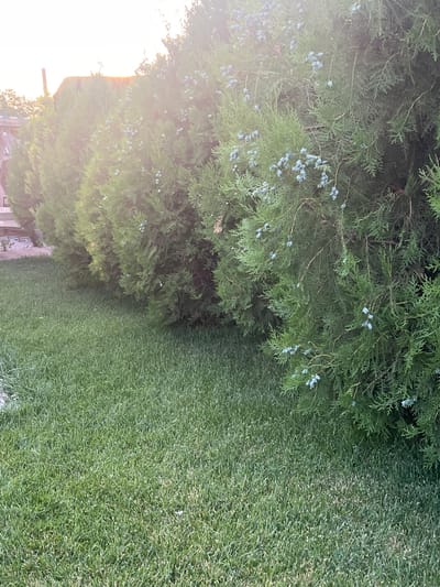 The image displays a close-up view of a cedar tree with small, light blue berries and a lush green lawn. The sun is setting or rising, casting a soft, warm light that creates a lens flare on the left side of the frame, partially obscuring the foliage. The lawn appears well-maintained and stretches out to the right. The composition is dominated by natural elements, with the cedar tree occupying the left half and the lawn the right half of the image. There are no visible people or any text in the image. The lighting suggests it is either early morning or late evening.
