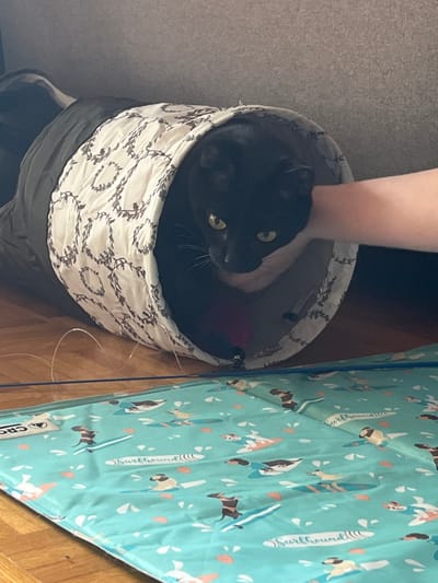 A black cat with green eyes is nestled inside a fabric tunnel with a white and brown leaf pattern. A human hand is reaching into the tunnel and touching the cat's head. The tunnel is situated on a wooden floor, next to a blue mat adorned with a pattern of dogs surfing. The scene appears to be indoors, possibly in a home environment. No specific location in L'Haÿ-les-Roses, France, can be identified from the image.