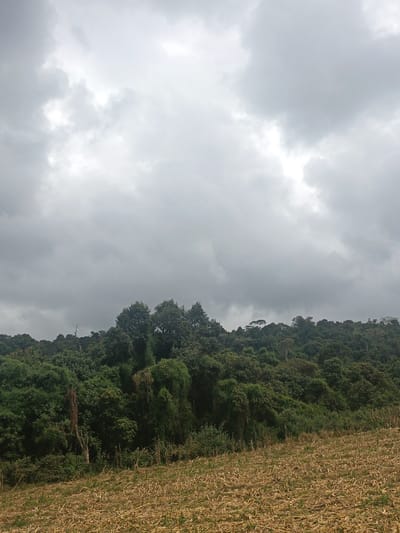 The image displays an outdoor landscape in Waseges ward, Kenya, under a heavily overcast sky. The upper approximately two-thirds of the frame are filled with dense, grey clouds, exhibiting variations in shade and areas of brighter diffused light. Below this sky, a robust, dark green forest or treeline extends horizontally across the midground, demonstrating a continuous expanse of dense foliage. The lower third of the image shows an agricultural field, characterized by dry, light brown and golden stubble, consistent with harvested crop remnants such as maize stalks. There are no individuals, animals, or active interactions visible in the scene. The overall environment suggests a rural, agricultural area adjacent to a natural forested region.