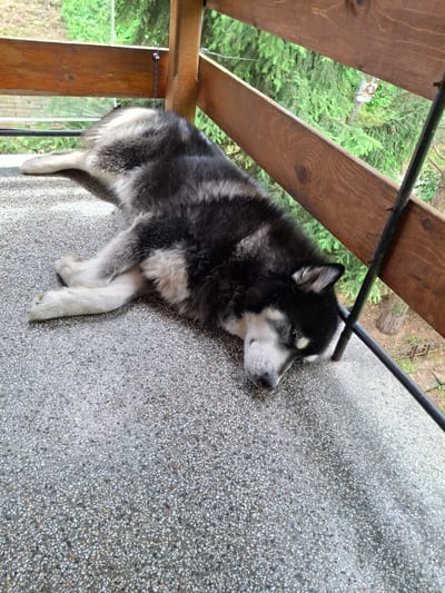 A husky dog sleeps on a terrazzo patio in Kokalyane, Bulgaria. The dog is black and white, with its head resting on its paws. It is lying on its side, with its hind legs extended. The patio is made of concrete with small, colored stones embedded in it. Behind the dog, a wooden railing is visible, with trees and greenery in the background. The scene appears to be outdoors, possibly on a balcony or porch.