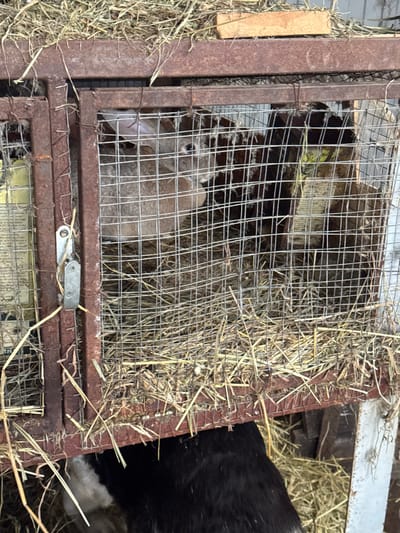 This image depicts a rustic animal enclosure in the city of Probuzhdenie, Russia. The primary focus is a rectangular cage constructed from rusted brown metal bars and wire mesh, containing two domestic rabbits. A light brown-grey rabbit with visible eyes and ears is positioned centrally within the cage, facing slightly left. Behind and to its right, a darker-furred animal, consistent with another rabbit, is partially visible. The floor of the cage is covered with a layer of hay/straw, which also extends over the top of the cage. A small, reddish-brown brick rests on the hay atop the cage. On the left side of the cage, a silver-colored metal latch secures the cage door. Fragments of printed material, possibly newspaper, are visible through the wire mesh behind the latch. Beneath the main cage, a dark-furred animal with a white patch on its head/neck is partially visible, obscured by the cage structure. More hay/straw is scattered on the ground directly beneath and around the cage. The background is indistinct, showing a light-colored structure to the upper right.