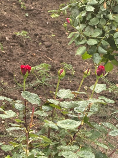 The image captures a close-up view of a rose bush in an outdoor setting, likely a garden, in Cherna Mesta, Bulgaria. The primary subjects are the rose plant's green foliage and several dark red rose buds.
Numerous small, glistening water droplets are visible on the surface of the green leaves, indicating either recent rain or morning dew. The leaves vary in shade, with some appearing lighter due to the water reflection. The stems of the rose bush are reddish-brown, contributing to the plant's texture.
There are at least five distinct rose buds in various stages of development, all featuring a deep, rich red color. Some buds are tightly closed, while others show the beginning of unfurling petals. The activity depicted is the natural growth and budding of the roses.
The background consists of dark, rich brown soil, typical of cultivated ground, with sparse, fine-leaved green vegetation scattered throughout, possibly small weeds or companion plants. The presence of water droplets suggests a damp weather condition, and the soft lighting implies either early morning or a period shortly after precipitation. There are no people or discernible text in the image.
