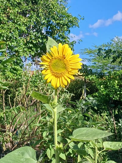 A bright yellow sunflower stands tall in the center of the frame, its petals radiating outwards from a textured green center. A small, dark-colored insect, possibly a bee, is visible on one of the petals near the top left of the flower head. The sunflower is surrounded by lush green foliage, with large leaves and thin, brown stalks. In the background, dense green trees create a natural backdrop, with glimpses of a bright blue sky dotted with white clouds. The scene suggests an outdoor setting, likely a garden or natural area, with the sunlight illuminating the sunflower and its surroundings. The provided crops do not offer any further context for the specific location within Puerto Ordaz, Venezuela, but the image itself depicts a vibrant botanical scene.