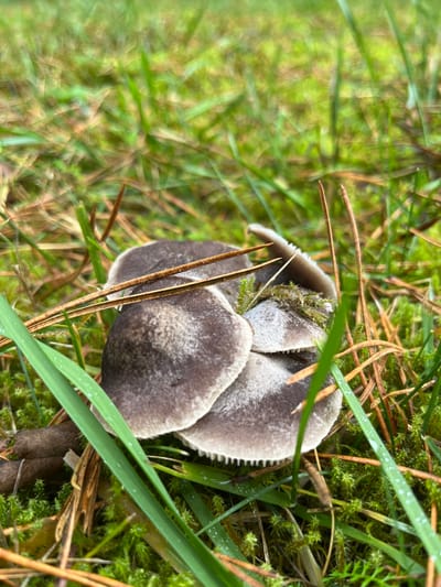 The scene captures a close-up of a cluster of fungi, specifically multiple mushrooms, situated on the ground in the city of Petriškė, Lithuania. Approximately five mushrooms, varying in size, display grey-brown, broadly convex caps with visible, finely ridged white or light grey gills along their undersides. One dried, light brown pine needle rests diagonally across the top of the central mushroom cap. The fungi are embedded within a dense ground cover composed of vibrant green moss and numerous individual blades of green grass, some of which exhibit small water droplets. Additional dry, brown pine needles are scattered around the mushrooms, along with a single dark brown, elongated piece of plant debris visible on the lower left. The background is out of focus, presenting a blurred expanse of green vegetation, consistent with an outdoor natural environment. No human presence or artificial objects are discernible.