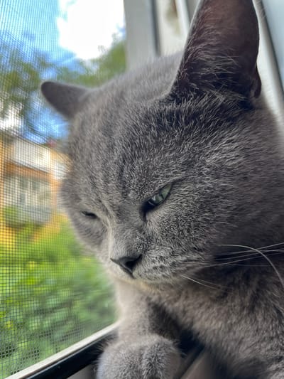 A close-up, low-angle shot captures a grey cat resting indoors, its head tilted back and resting near a window with a screen. The cat's fur is a soft, muted grey, and its green eyes are partially closed, suggesting a relaxed or sleepy state. Delicate white whiskers extend from its snout. Through the window screen, blurred green foliage and a bright blue sky with white clouds are visible, indicating it is daytime and likely pleasant weather. The composition emphasizes the texture of the cat's fur and its peaceful demeanor. The setting appears to be a residential interior, with the window serving as a backdrop and a source of natural light. No text is visible in the image.