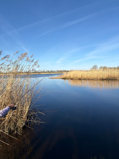 The image shows a body of water with tall reeds along the shoreline. The sky is blue with faint clouds. A fishing rod is visible amidst the reeds, held by a hand. The scene depicts a landscape, possibly a lake or river, with marshy vegetation. Based on the prompt, the location is Kaiguciems, Latvia.