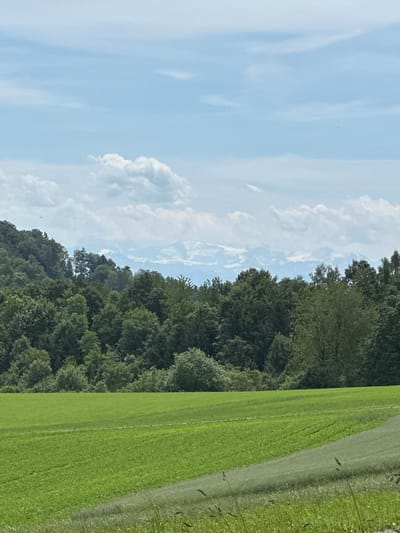 The image captures a landscape scene on a bright day with a blue sky dotted with white clouds. In the foreground, a vibrant green field stretches across the bottom half of the frame, with a lighter green area to the right, possibly indicating a different type of crop or a path. Behind the field, a dense forest of lush green trees forms a thick band across the middle of the image. In the distance, beyond the trees, snow-capped mountains are visible, their peaks peeking through the cloudy sky. The image is taken from a slightly elevated position, offering a panoramic view of the natural surroundings.