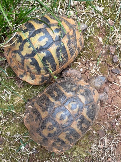 Two Hermann's tortoises are resting on soil and sparse vegetation. The tortoise on the left has a yellow and black patterned shell, while the tortoise on the right has a darker, brown and black shell. The environment consists of dry grass, soil, and some patches of green moss. The scene is likely located in a natural or semi-natural environment. The location is Luštica, Montenegro.