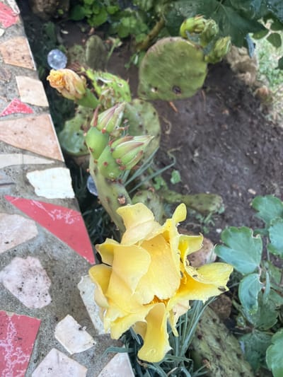 The image depicts a close-up view of a prickly pear cactus with several buds and a fully bloomed yellow flower. The cactus is growing in dark soil, adjacent to a decorative mosaic border made of irregularly shaped tiles in shades of pink, white, and tan. The background is out of focus, showing more greenery and foliage. The scene appears to be outdoors, possibly in a garden. The location is stated as Ароматненское сельское поселение, Ukraine. There are no people or specific actions depicted.