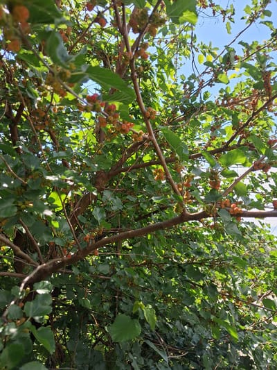 The image shows a close-up view of a mulberry tree with numerous ripening mulberries. The mulberries are in various stages of development, with some appearing green, others reddish-orange, and a few darker red. The tree is dense with green leaves, and sunlight filters through the canopy, creating highlights and shadows. The branches are brown and woody. The background is a clear blue sky. The perspective is looking upwards into the tree. This scene is likely located in Krolevets, Ukraine, given the context provided.