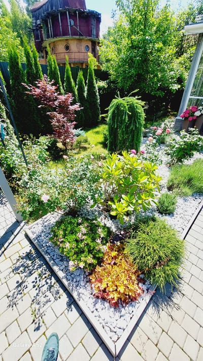 In a residential yard located in Zhavoronki, Russia, a meticulously landscaped garden is depicted under bright daylight. The foreground features a paved walkway of interlocking gray bricks, with shadows cast by nearby foliage. To the right, a raised garden bed, edged in light concrete, is filled with white decorative stones. Within this bed, several plants thrive: a bushy, bright green shrub occupies the lower right corner, to its left is a plant with vibrant yellow and reddish-orange leaves, and further left, a smaller green shrub with delicate pink flowers. Behind this, a larger rose bush with light pink blooms is visible. To the left of the rose bush, a large rhododendron with broad, glossy green leaves is prominent. Beyond the main garden bed, a gently sloping lawn is dotted with various trees and shrubs. A prominent weeping conifer, with its characteristic cascading branches, stands near the center. A Japanese maple with deep red foliage is visible to the left, and several tall, slender evergreen trees form a hedge. In the background, a distinctive, multi-story building with a circular design and dark red siding stands behind a dark green fence. A portion of a greenhouse with a white frame and glass panels is visible on the far right. The overall scene is one of a well-maintained, aesthetically pleasing garden on a sunny day.