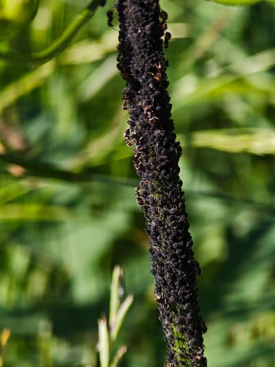 The image shows a close-up, vertical shot of a dark, slender stem heavily infested with small, dark insects, likely aphids. There are also a few larger insects, possibly ants, moving among them. The stem appears to be part of a plant with green foliage in the blurred background. The lighting suggests it is daytime, with some sunlight highlighting parts of the stem and the insects. The scene is natural, possibly in a garden or wild area. There is no indication of the city of Ковригино, Russia.