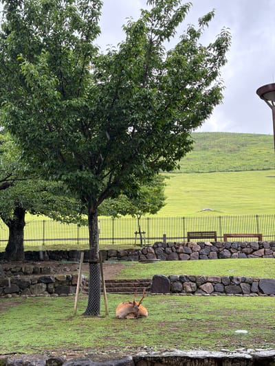 This image, captured in Nara, Japan, depicts a park-like environment under an overcast sky, possibly experiencing light rain, evidenced by faint white streaks in the air.
In the immediate foreground, a dark, wet, textured surface, possibly concrete or large rocks, is visible. Directly behind this, a male deer with prominent antlers is lying on the green, sparsely vegetated grass. The deer, light brown with subtle white spots, rests on its left side, facing slightly right with its head turned towards the viewer. To the left of the deer, a tree trunk is wrapped in protective mesh and supported by two wooden stakes. Further left, another mature tree trunk is visible.
Behind the deer, a low wall constructed from various dark, irregular stones delineates a change in elevation. Above this, a sloped area of green grass leads to a second, taller stone wall. Beyond this wall, a black metal fence with vertical bars separates the foreground park from a vast open field. Two wooden park benches are visible behind the fence on the right side.
The midground is dominated by large, deciduous trees with dense green foliage, obscuring much of the park's interior. Small white specks are discernible against the dark leaves and ground, suggesting precipitation.
The background features an expansive, gently sloping, bright green grassy hill, characteristic of well-maintained parkland, extending upwards towards the horizon. The sky is uniformly light grey and cloudy. On the far right, a partial view of a dark, metallic structure, likely a lamp post or architectural element, is visible against the sky. No human figures are present in the scene.