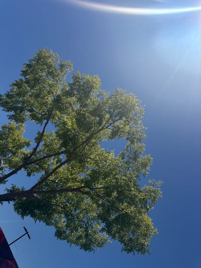 An upward angle shot of a large tree with green leaves against a bright blue sky. The sun is shining, creating a lens flare in the upper right corner. Partially visible in the lower left corner is a portion of a dark red object, possibly an umbrella or awning, and a small, dark-colored antenna-like object. The scene appears to be outdoors on a clear day. The location is Granite Bay, United States.