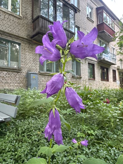 This is a vertical, eye-level, close-up, outdoor shot of purple bellflowers in front of a brick apartment building. The bellflowers are the primary subject, with several blooming blooms clustered together on a green stem, one prominently in the foreground with its stamen clearly visible. Behind the flowers is the side of a multi-story apartment building, constructed with light-colored bricks. Several windows are visible on the building, some with balconies that have metal railings and wooden enclosures. The building appears to be somewhat aged, with some windows having blue frames and others having reflective glass. To the right of the building, a dense growth of green foliage creates a backdrop, with hints of other flowers, possibly a deep pink, interspersed within the leaves. A grey electrical box with a yellow warning symbol is mounted on the brick wall below some of the windows. In the bottom right corner, a portion of a grey bench is visible. The lighting suggests it is daytime, with diffused light indicating it may be an overcast day, or the sun is not directly hitting the scene. The overall impression is one of urban nature, with the vibrant flowers contrasting with the muted tones of the building. The location is identified as Kuzmolovskiy, Russia. There is no visible text beyond the warning symbol on the electrical box.