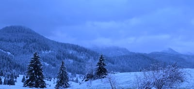 A wide panoramic photograph captures a serene, snow-covered mountain landscape, likely in Stoikite, Bulgaria, given the context. The scene is dominated by dense forests of coniferous trees, such as fir or spruce, which blanket the rolling hills and mountainsides. Each tree and branch is heavily laden with a fresh layer of white snow.

In the foreground, a field or clearing is also covered in snow, with several prominent, snow-dusted pine trees standing tall. To the right, bare deciduous bushes and shrubs, also dusted with snow, add texture to the immediate foreground.

The sky above is overcast and presents a uniform, muted blue-grey hue, contributing to the overall cool, blueish tint that saturates the entire image. This pervasive blue tone suggests either the "blue hour" (dawn or dusk) or a very cold, heavily overcast winter day. Mist or low-hanging clouds partially obscure the distant mountain peaks, enhancing the sense of depth and tranquility.

There is no visible human activity, objects, or text in the image. The scene conveys a strong sense of untouched winter wilderness, quiet, and cold.