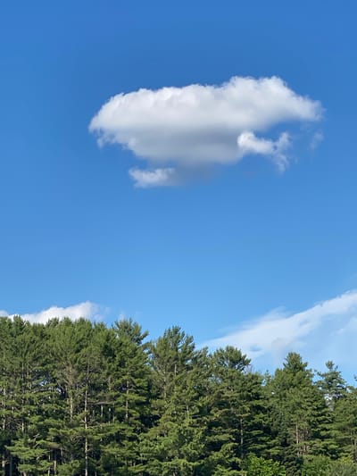 A lone, fluffy white cumulus cloud floats in a clear blue sky above a dense line of evergreen trees. The trees, primarily pine and fir, form a dark green wall across the lower third of the frame. The scene appears to be a natural landscape, possibly in Duhamel, Canada, under a bright, sunny day. There are no people or man-made structures visible.