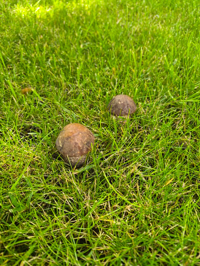 The image shows a close-up, overhead view of a patch of green grass, with two brown, rounded objects nestled within it. The grass is lush and appears to be well-maintained. The two objects, which resemble mushrooms, are positioned in the lower left and upper right quadrants of the frame. The one on the left is larger and more in focus than the one on the right, which is partially obscured by grass. The lighting suggests it may be outdoors, possibly in a park or garden. There is no indication of the city of Vlast Truda, Russia, or any human presence.