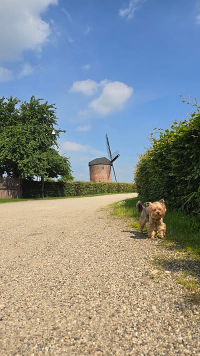 A Yorkshire Terrier trots on a gravel path towards the camera in front of a brick windmill in Zeddam, Netherlands. The windmill has a dark conical roof and four visible blades. The path curves to the left, leading past a dense green hedge and a large green tree. A wooden fence is visible behind the tree. The sky is blue with scattered white clouds. The image appears to be taken on a sunny day.