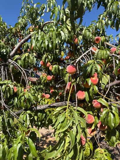 An outdoor, eye-level, full-frame vertical shot captures a peach tree laden with ripe fruit under a clear blue sky in Bend, United States. Numerous peaches, exhibiting hues from yellow-orange to reddish-pink with a characteristic fuzzy surface, are visible throughout the frame, suspended among vibrant green, elongated leaves and gnarled, woody branches. Several peaches show signs of full ripeness, with some displaying minor surface irregularities. In the blurred background, a portion of a building with a dark roof and light-colored siding is partially visible through the foliage, indicating a residential or cultivated setting. The ground below the tree, partially visible at the bottom, appears dry and consists of soil or mulch. The scene is illuminated by bright sunlight.