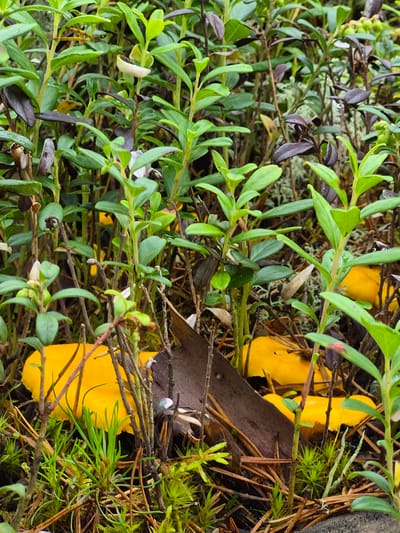A close-up, eye-level shot captures a dense cluster of green leafy plants, likely from the *Vaccinium* genus, interspersed with dry brown leaves and pine needles. Several bright yellow, mushroom-like objects are visible, partially obscured by the vegetation. The ground cover appears to be moss and small green plants. The scene is set in a natural environment, possibly a forest floor or woodland edge, located in Hargla, Estonia. No people or animals are present in the image.