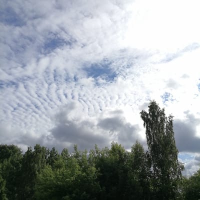 The image captures a wide-angle view of a tree line against a dynamic sky. The foreground is dominated by a dense array of lush green trees, characteristic of a natural or park-like setting. One tall, slender tree with lighter bark, possibly birch, stands prominently on the right side of the frame, its branches reaching upwards. The sky above is a spectacle of clouds. The left and central portions of the sky are filled with undulating, wavy clouds that create a visually striking pattern against patches of blue sky. Towards the right, the clouds become more dense and lighter in color, with some appearing almost white due to the bright sunlight filtering through. The overall impression is of a bright, possibly windy day in a natural environment, likely on the outskirts of Трубачеевка, Russia, given the mention of the city. There are no people or animals visible in the image.