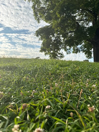 A low-angle shot of a grassy field with a large tree on the right side. The grass is green and lush, with some small white flowers scattered throughout. The sky is blue with white, wispy clouds. The tree is large and leafy, with its branches extending over the field. The image appears to be taken in a park or a rural area, possibly in Gatchina, Russia, given the context of the request. There are no people or animals visible in the image. The overall scene is peaceful and natural.