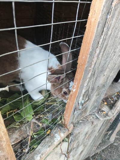 An outdoor rabbit hutch in Risipeni, Moldova, contains a rabbit with brown and white fur. The rabbit is partially visible behind wire mesh. It has one ear up and the other down, and its mouth is open, revealing its tongue. Green leaves are scattered on the ground inside the hutch. The hutch is constructed from rough wooden planks and wire mesh.