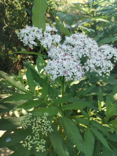 The image shows a close-up of a flowering plant with clusters of small white flowers, some of which have dark red centers. The flowers are densely packed, forming a frothy appearance. Below the flowers, there are clusters of developing green buds. The plant has large, serrated green leaves that are visible in the foreground and background. The lighting suggests it is daytime, with sunlight filtering through the leaves, creating dappled shadows. In the upper right corner of the flower cluster, a bee is visible, suggesting pollination is occurring. The overall scene is one of nature in bloom. The location context is Dumbrăveni, Romania. No text is visible in the image.
