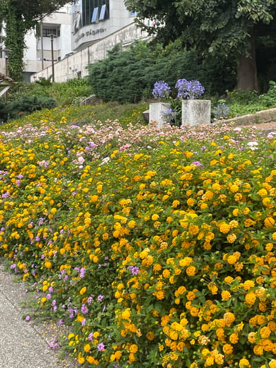 This media file captures a vibrant outdoor scene, likely a park or garden, in Águeda, Portugal. The foreground is dominated by a dense, lush wall of flowering plants. The majority of the flowers are small, clustered yellow blooms, interspersed with delicate pink and purple blossoms. The plants are in full bloom, creating a thick carpet of color and texture.
Behind the flowers, a textured grey pathway is visible on the right side of the image. To the left of the flowers, a modern building with a light-colored facade and dark-framed windows stands. The building appears to be an office or commercial space, with some text visible on its exterior. The text, written in a cursive font, appears to be "Águeda", indicating the location.
Further into the background, large trees with dark green foliage provide a natural backdrop. The lighting suggests it is daytime, with the sunlight illuminating the flowers and casting shadows. The overall impression is one of a well-maintained urban green space, showcasing the beauty of nature alongside contemporary architecture. There are no people visible in the frame. The weather appears to be pleasant and conducive for outdoor activities.