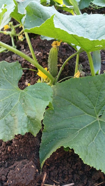 In Monastyryska, Ukraine, a young cucumber is growing on a plant in dark, rich soil. The cucumber, approximately 2-3 inches long, is green with small prickles and has a yellow flower at its tip. It hangs from a green vine, which is surrounded by large, green, serrated leaves. The background is blurred, showing more of the plant and the soil. The image captures a close-up view of the developing vegetable in its natural environment.