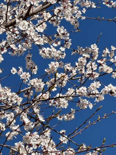 The image presents a close-up view of a tree in full bloom, with its branches laden with numerous small, delicate white flowers. The vibrant blossoms dominate the foreground and mid-ground, set against a pristine, cloudless, and intense blue sky that fills the background. The white petals feature subtle hints of pink or red near their centers, and their light color stands out sharply against the darker, slender brown branches and twigs. Some branches also display small, emerging green leaf buds.
The sunlight appears bright, illuminating the flowers and suggesting a clear and sunny day. There are no visible shadows cast by clouds, reinforcing the impression of fine weather. The blooming tree signifies the springtime season. The overall scene evokes feelings of natural beauty, renewal, and the freshness of spring. No people, objects other than the tree, or visible text are present in the image. The setting is an outdoor, natural environment, with the provided context placing it in Cholpon Ata, Kyrgyzstan.