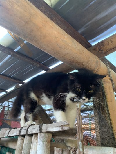 A medium shot captures a black and white long-haired cat standing on a wooden platform under a roof made of corrugated metal and supported by bamboo poles. The cat is positioned centrally, facing towards the right of the frame with its body angled slightly away from the viewer. Its fur is predominantly black with white markings on its chest, paws, and face. The cat's eyes are a yellowish-green, and its long white whiskers are prominent. The environment appears to be an outdoor enclosure, possibly a shelter or a homemade structure, with a mesh netting visible behind the cat. The bamboo poles are weathered and natural, and the wooden platform is constructed from rough-hewn planks. The lighting suggests it is daytime, with natural light filtering through the roof. The scene is located in Karangkemiri, Indonesia.