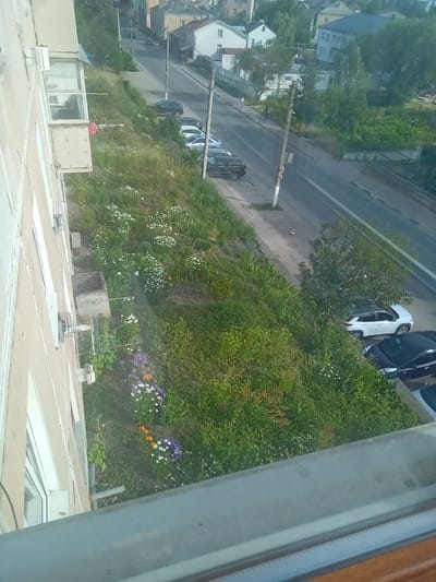 The image shows a residential building with an overgrown embankment and a street in the city of Terebovlia, Ukraine. The building appears to be made of concrete and has several windows and balconies. The embankment is covered in lush green grass and various wildflowers, including white, purple, and orange blooms. Several cars are parked along the street, which runs parallel to the embankment. In the background, there are more residential buildings and trees. The sky is overcast, and the overall impression is one of a slightly neglected but vibrant urban landscape.