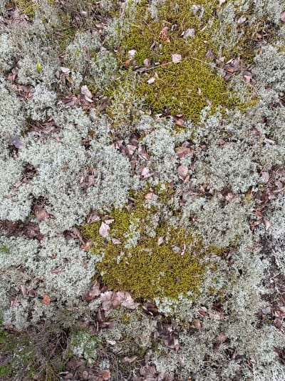 The image shows a close-up overhead view of a forest floor in Pobeda, Russia. The ground is covered with a textured mixture of pale green, lichen-like plants, patches of vibrant green moss, fallen brown leaves, and pine needles. There are no people or animals visible in the scene, and no specific actions or interactions are depicted. The environment appears to be a natural, undisturbed forest habitat.