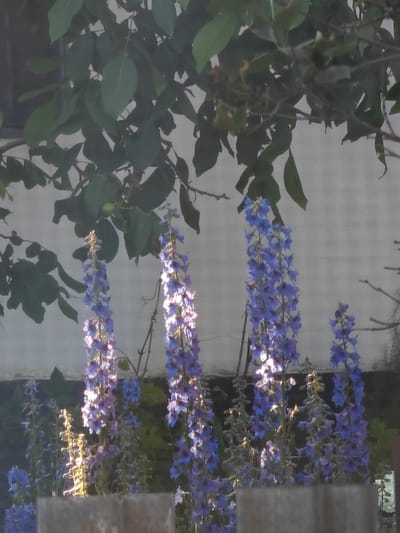 The image depicts a cluster of tall, purple delphinium flowers in full bloom, set against a muted, light-colored background that appears to be a wall or fence. Overhead, lush green foliage from a tree or bush partially obscures the scene, casting shadows and creating a dappled light effect. The lighting suggests it is daytime, with sunlight illuminating the delicate petals of the flowers, highlighting their texture and vibrant color. In the foreground, a weathered wooden surface, possibly a fence or planter box, occupies the bottom portion of the frame. The overall scene evokes a natural, garden-like setting within the city of Kotelva, Ukraine, characterized by its flora and rustic elements. There are no people or animals visible in the image.