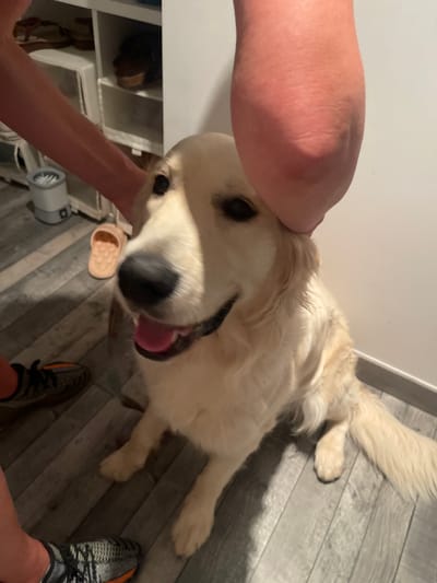A golden retriever dog is being petted by a person. The dog is lying on a gray wood-look floor. The person's arm is visible on the left, as well as their shoe. A white dresser is in the background on the left. Another shoe or slipper is on the floor. A hair dryer is also visible on the floor. The location is Paiporta, Spain.