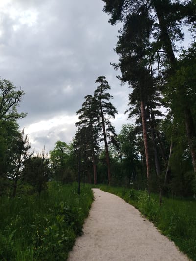 The image depicts a winding, light-colored gravel path leading through a lush green park. Tall pine trees with dark bark and green needles dominate the landscape, with some deciduous trees interspersed. The sky is overcast with gray clouds, suggesting a cooler, perhaps humid, climate. The path appears to be well-maintained and is bordered by thick, tall grass with scattered yellow wildflowers. In the background, several dark lampposts are visible along the right side of the path. The overall impression is one of a serene, natural setting within a park, likely in Bakuriani, Georgia, known for its mountainous terrain and forested areas. There are no people visible in the image.