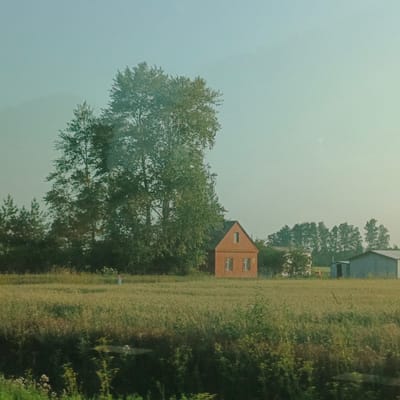This is an outdoor, medium-range, eye-level, daylight photograph of a rural landscape in Taimurzino, Russia. In the mid-ground, a small, brick house with a peaked roof is visible. The house has at least two windows on the front facade. To the left of the house, a very large tree with dense foliage dominates the mid-ground. To the right of the house, a flat-roofed, grey building, possibly a shed or garage, is present. Further to the right, another long, low-profile, grey building is situated. The foreground consists of a field of tall, green grass or crops. The background features a line of trees against a hazy, light blue sky. The overall lighting suggests it is either early morning or late afternoon. There are no people or animals visible in the scene.